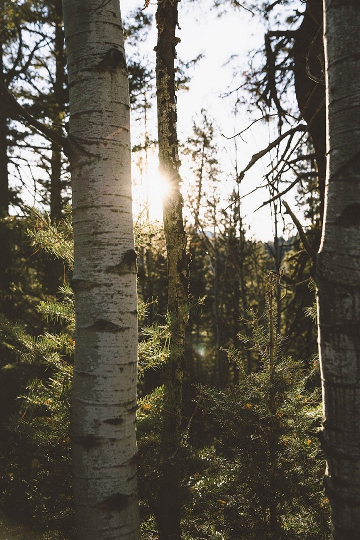 Solstrimma genom träd i en skog