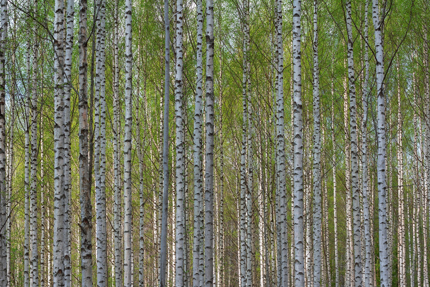 Somrig björkskog